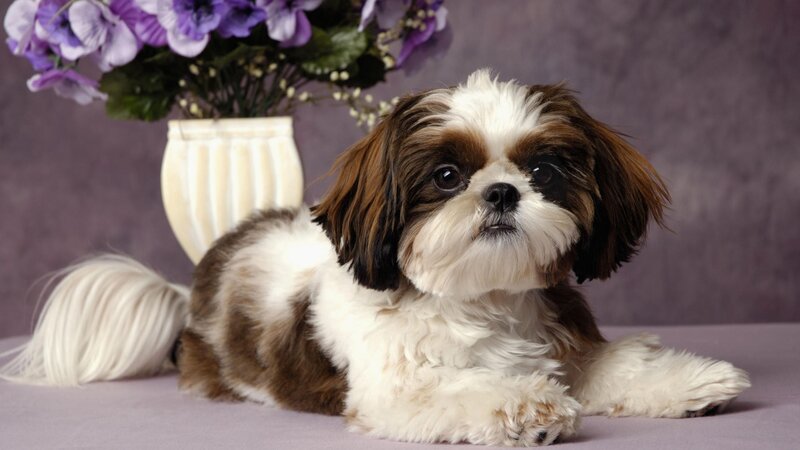 Shih Tzu dog with flowers