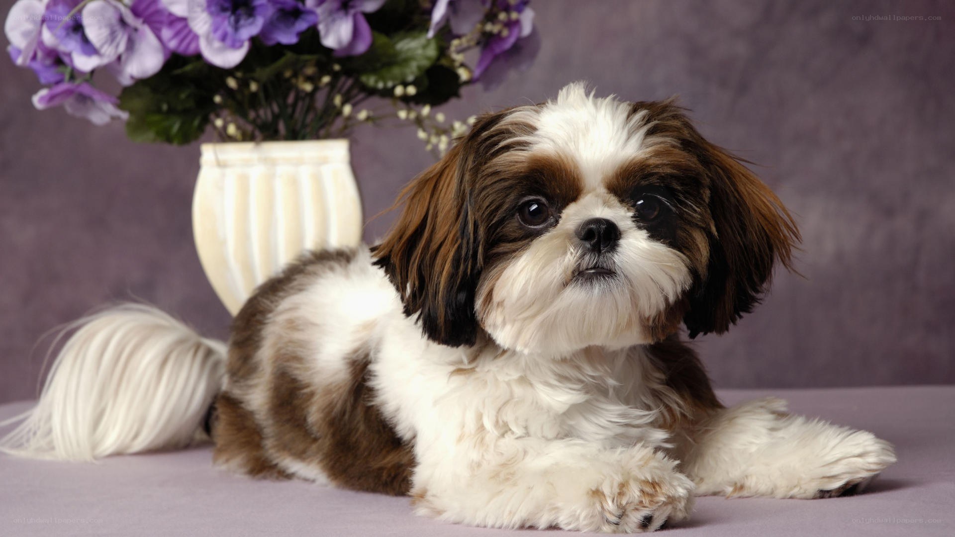 Shih Tzu dog with flowers