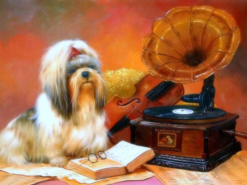 Shih Tzu Dog with Gramophone
