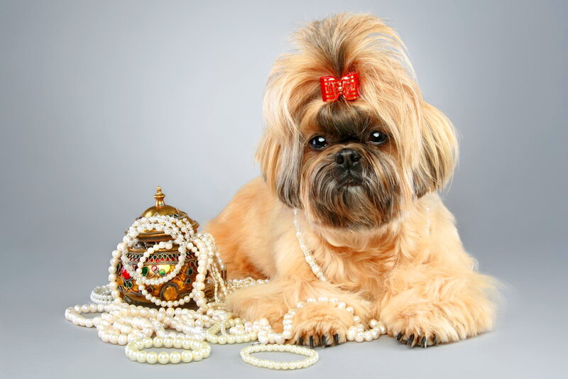 Shih Tzu Dog with Pearls