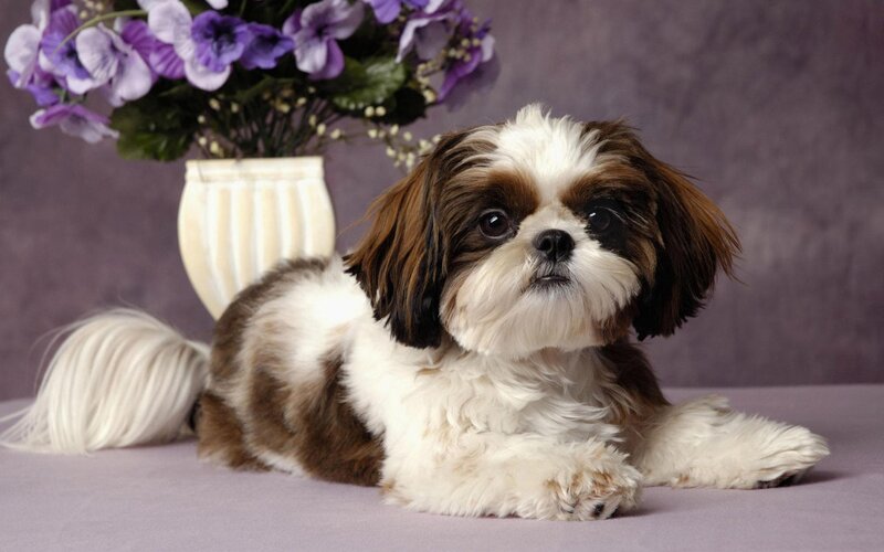 Shih Tzu dog with purple flowers