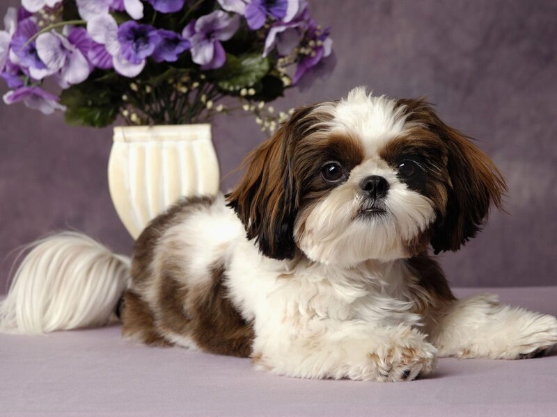 Shih Tzu dog with purple flowers
