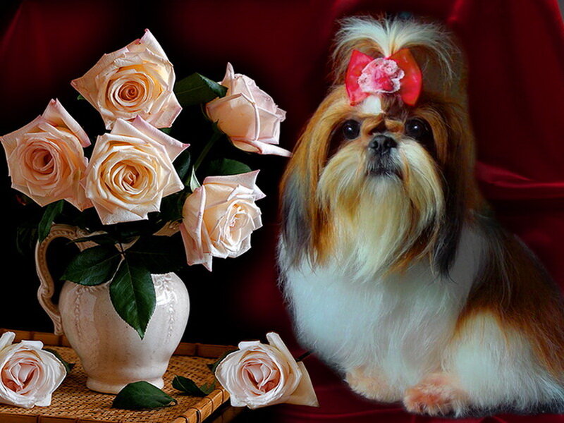 Shih Tzu Dog with Roses