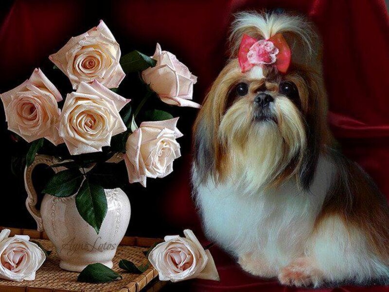 Shih Tzu Dog with Roses — White