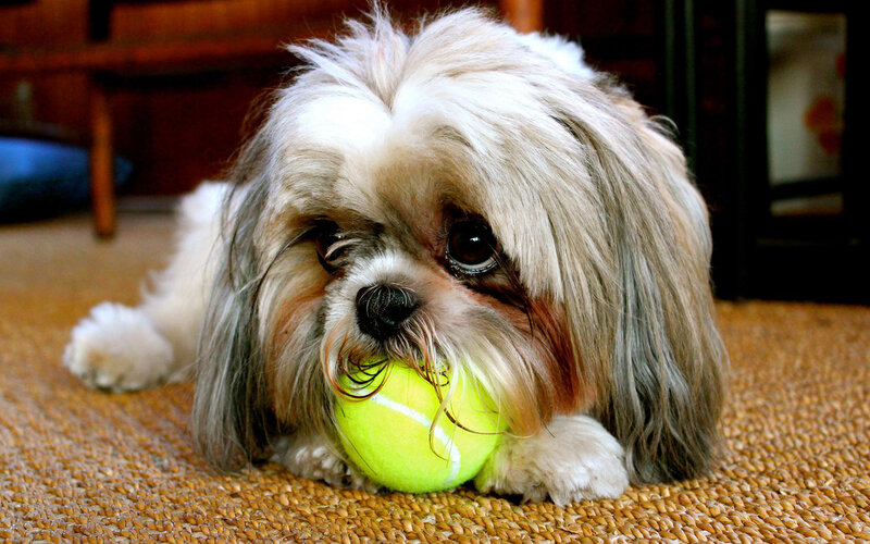 Shih Tzu Dog with Tennis Ball