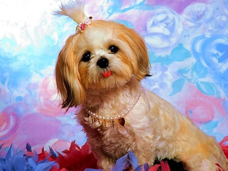Shih Tzu Dog with Tongue Out