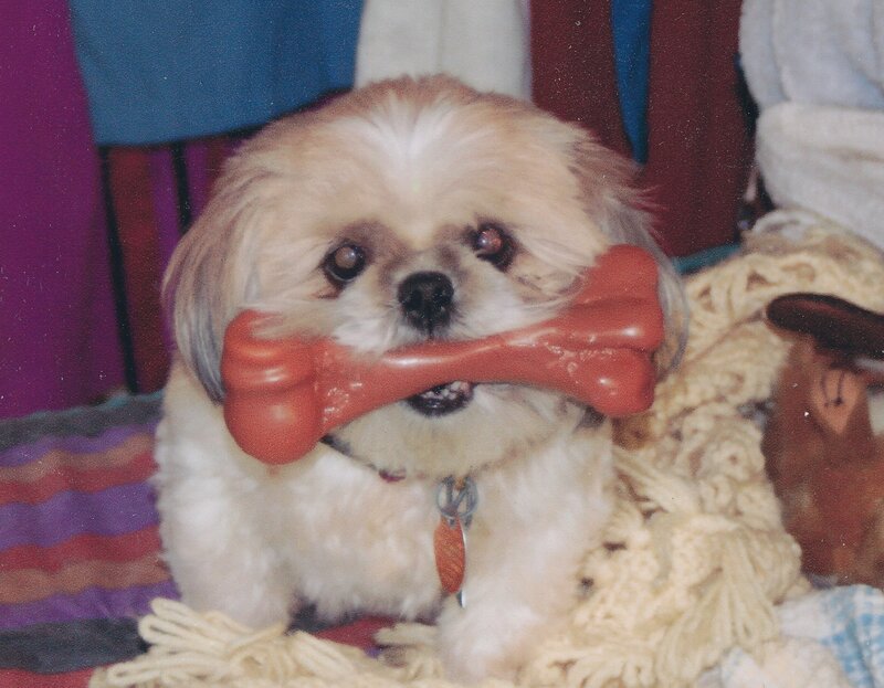 Shih Tzu Dog with Toy