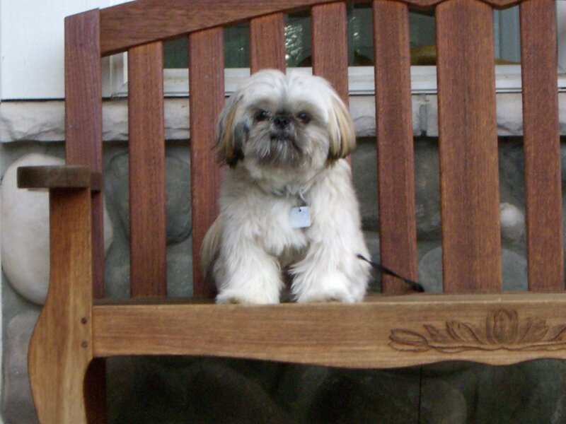 Shih Tzu on a wooden bench
