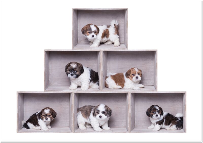 Shih Tzu Puppies in Boxes