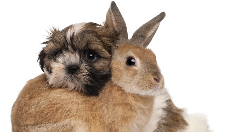 Shih Tzu Puppy and Rabbit