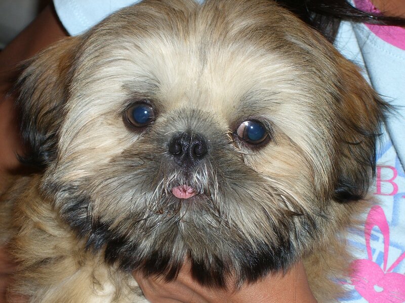 Shih Tzu Puppy — Brown, Calm, Photograph