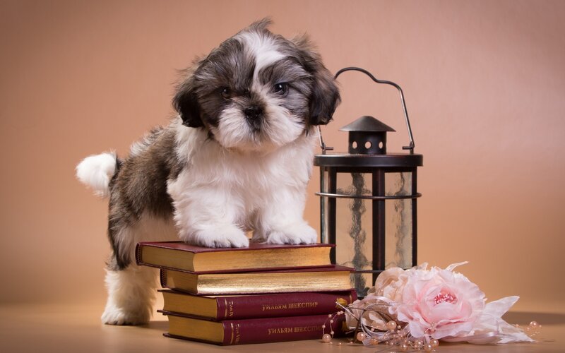 Shih Tzu Puppy — Brown, Calm