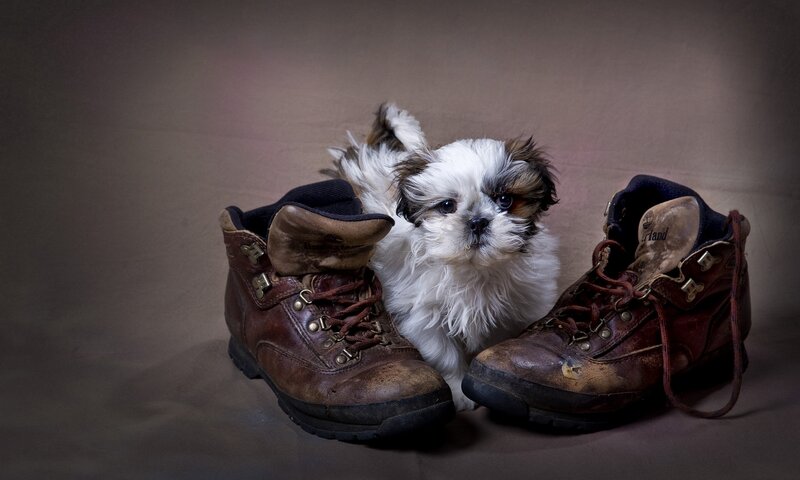 Shih Tzu Puppy — Brown