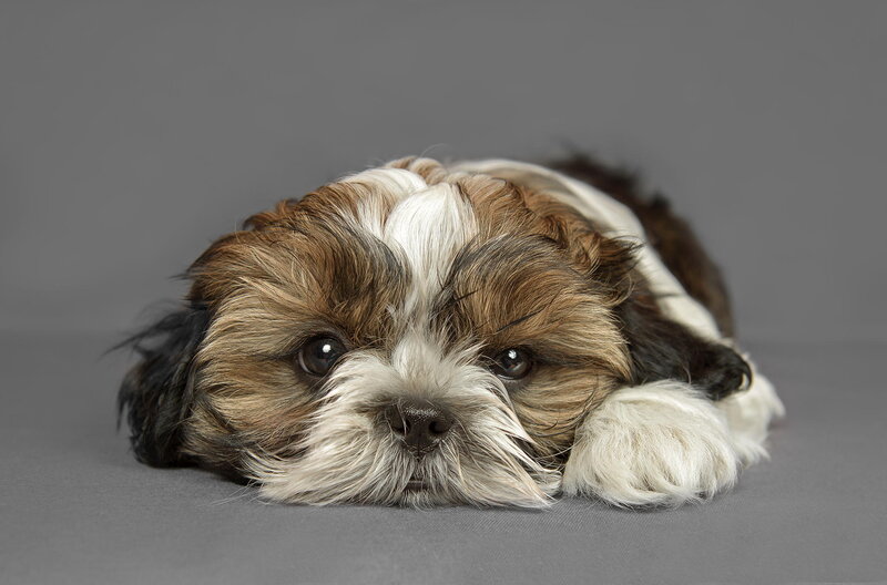 Shih Tzu Puppy — Gray