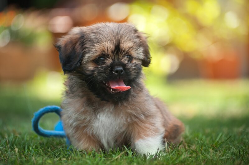 Shih Tzu Puppy — Green, Playful