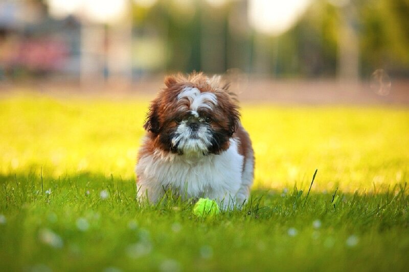 Shih Tzu Puppy — Green
