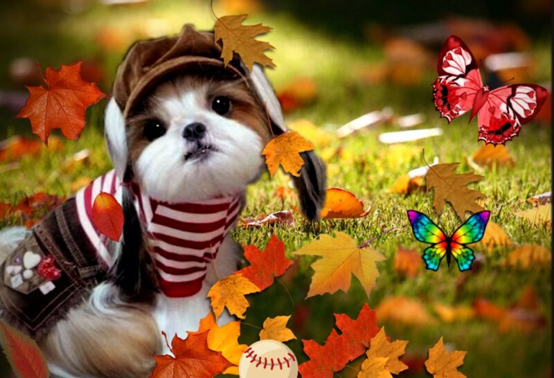 Shih Tzu Puppy in Autumn