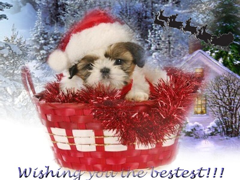 Shih Tzu Puppy in Basket — Red
