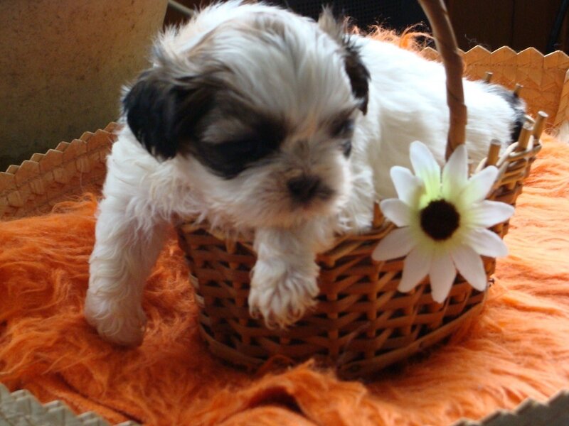 Shih Tzu Puppy in Basket