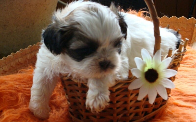 Shih Tzu Puppy in Basket — White