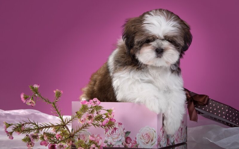 Shih Tzu Puppy in Box