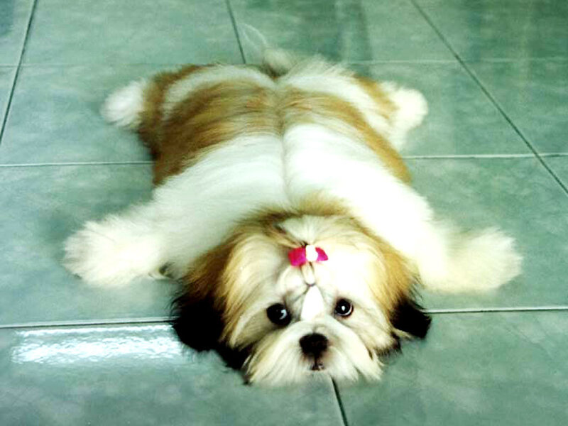 Shih Tzu Puppy Lying