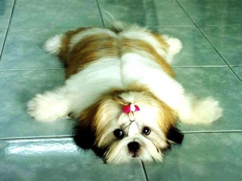 Shih Tzu Puppy Lying — White