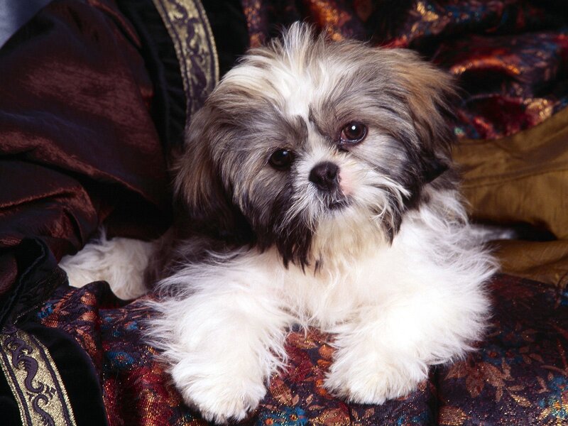 Shih Tzu puppy on fabric