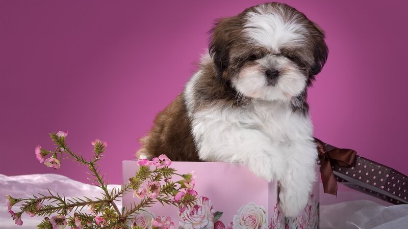 Shih Tzu Puppy — Pink