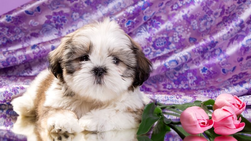 Shih Tzu Puppy — Purple, Calm, Photograph