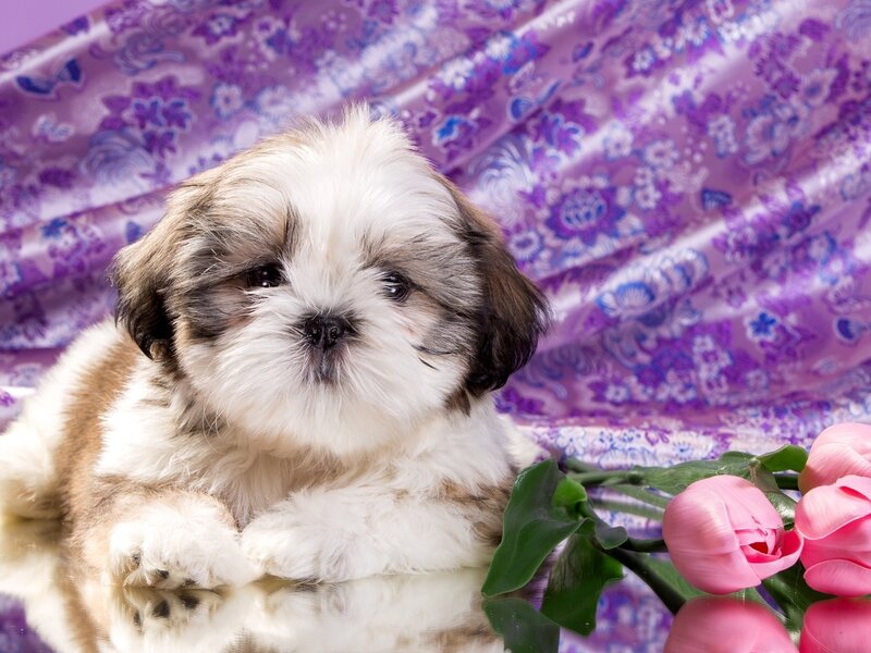 Shih Tzu Puppy — Purple, Calm