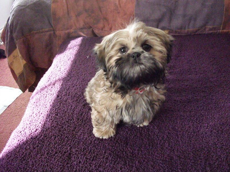Shih Tzu Puppy — Purple