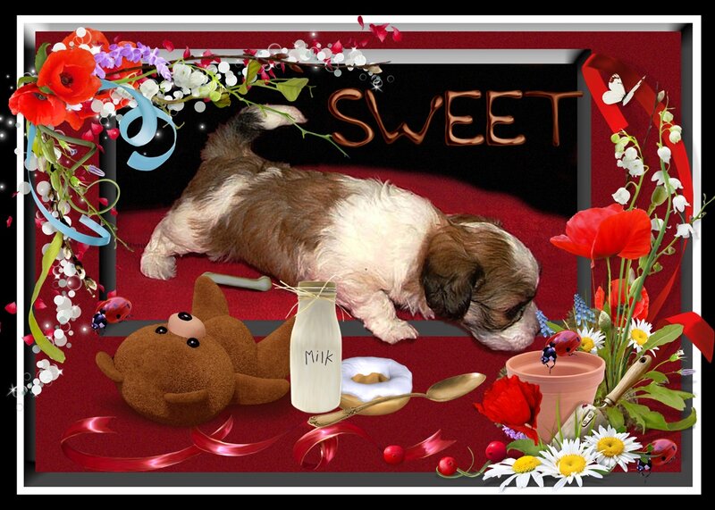 Shih Tzu Puppy — Red