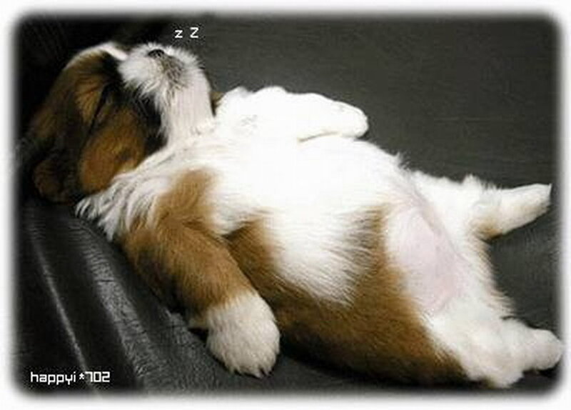 Shih Tzu Puppy Sleeping