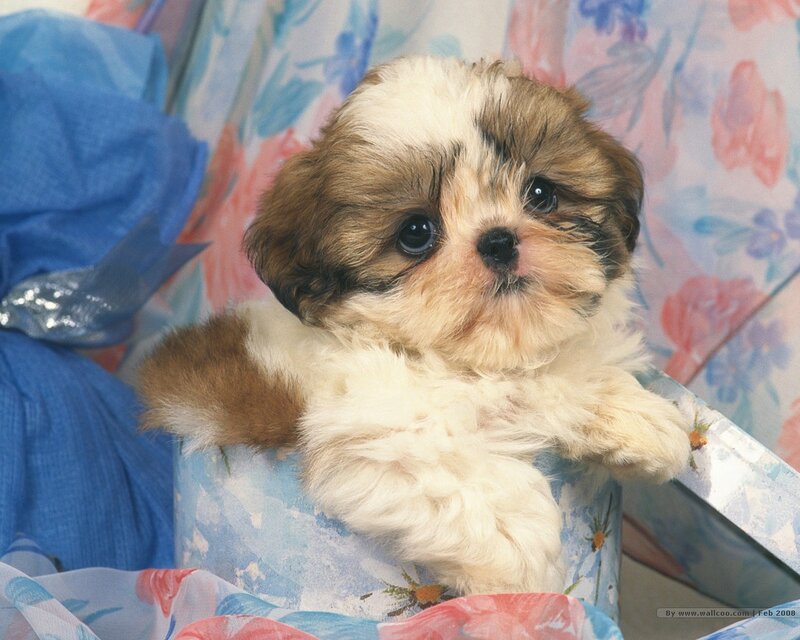Shih Tzu Puppy