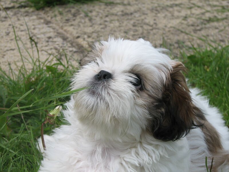 Shih Tzu Puppy — White, Calm, Afternoon