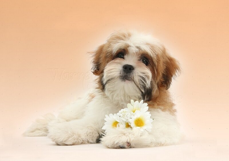 Shih Tzu Puppy — White, Calm, Photograph, Daisies