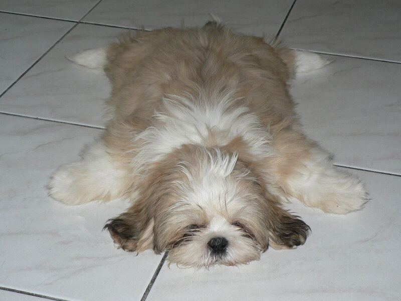 Shih Tzu Puppy — White, Calm, Photograph, Floor