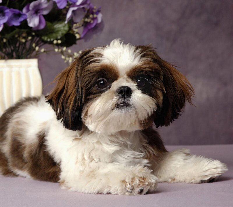 Shih Tzu Puppy — White, Calm, Photograph