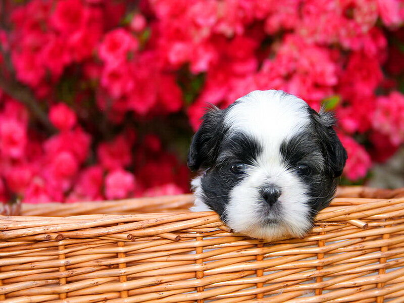 Shih Tzu Puppy — White, Calm, Spring