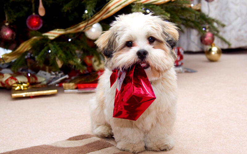 Shih Tzu Puppy — White, Festive