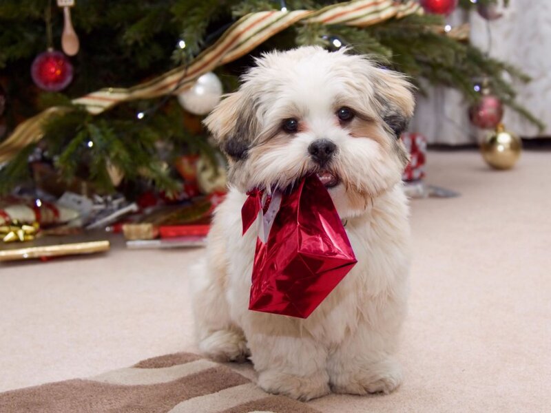 Shih Tzu Puppy — White, Festive, Winter