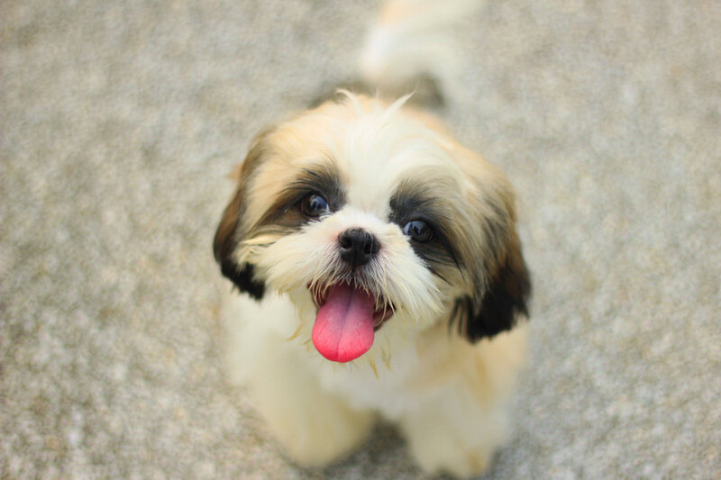 Shih Tzu Puppy — White, Playful
