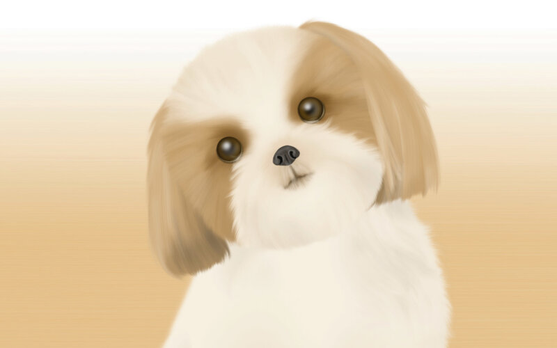 Shih Tzu Puppy — White
