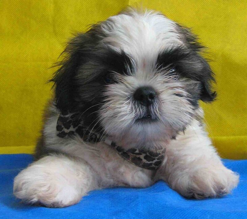 Shih Tzu puppy with bandana
