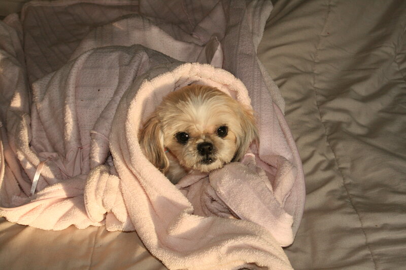Shih Tzu Puppy Wrapped
