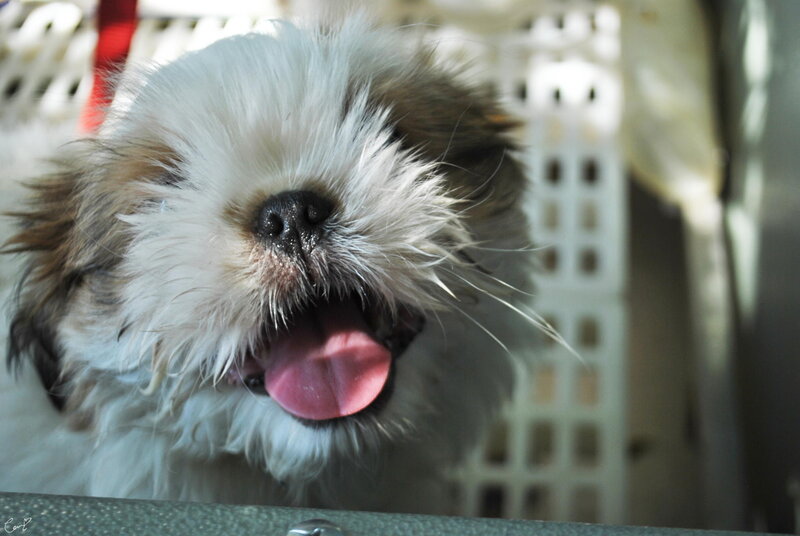 Shih Tzu Puppy Yawning