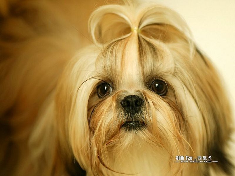 Shih Tzu with top knot