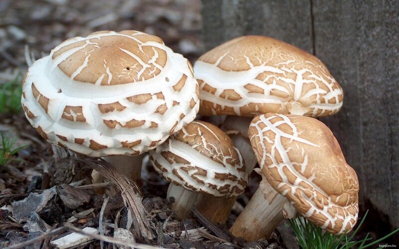 Shiitake Mushrooms Growing