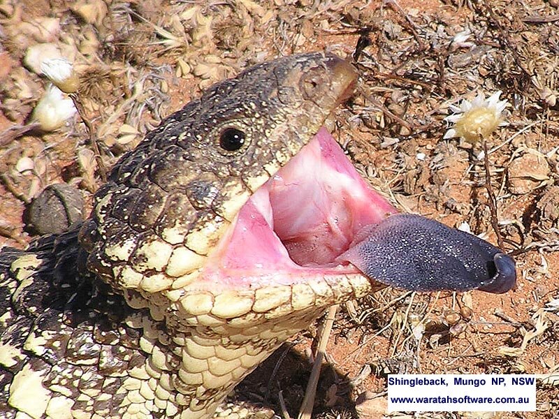 Shingleback Lizard